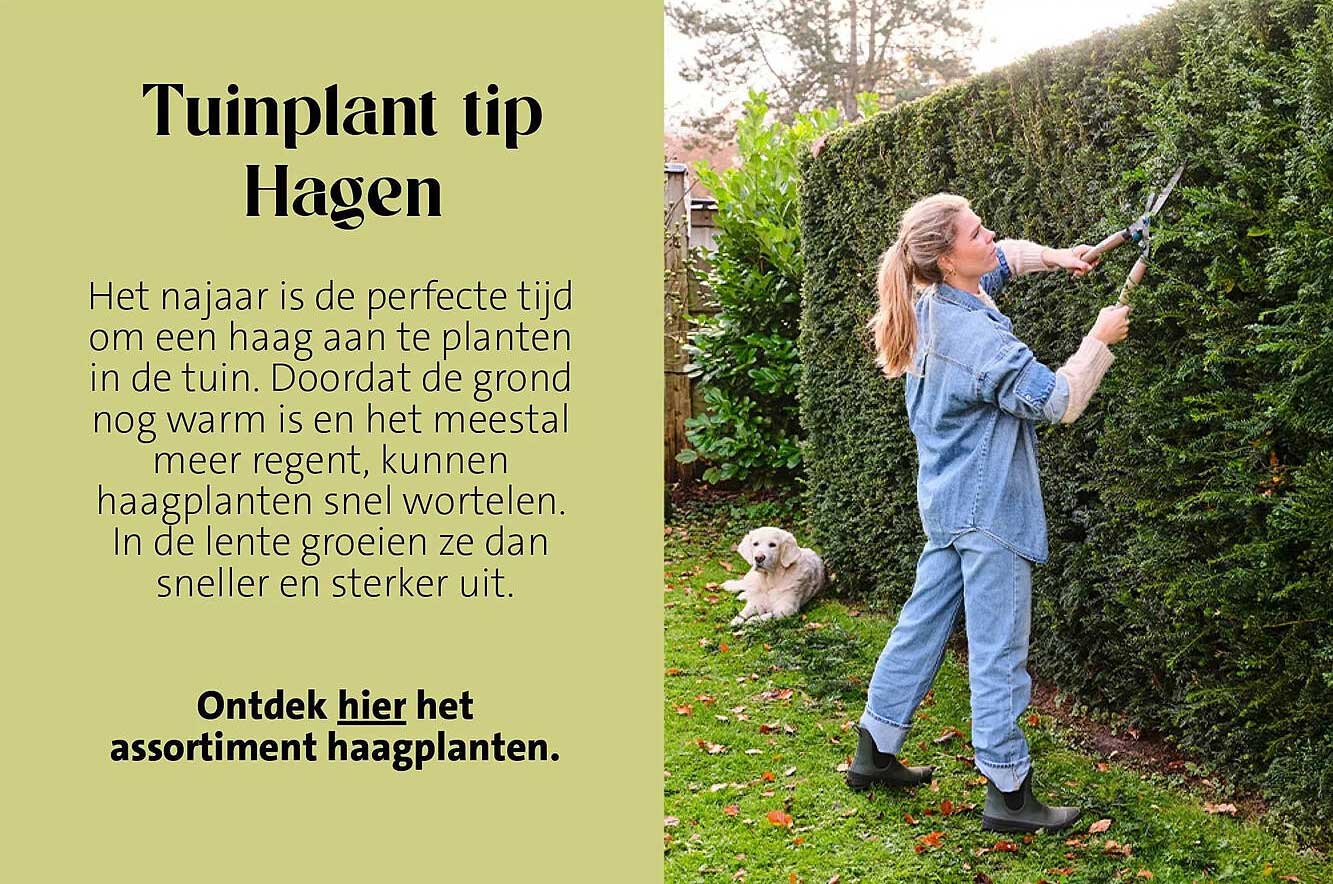 Tuinplant tip Hagen