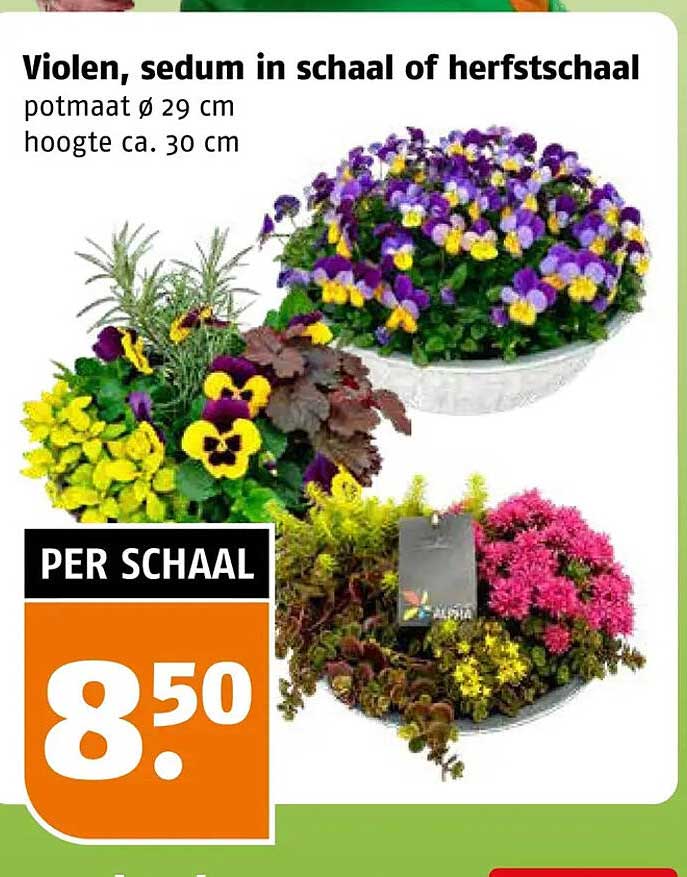 Violen, sedum in schaal of herfstschaal