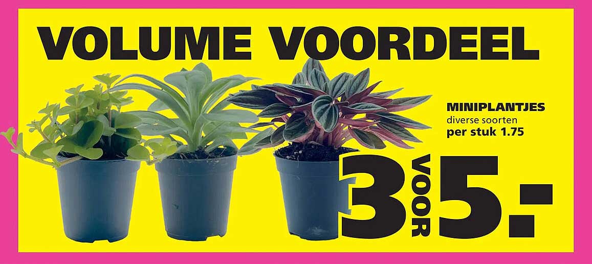 VOLUME VOORDEEL MINIPLANTJES diverse soorten per stuk 1.75 3 voor 5,-