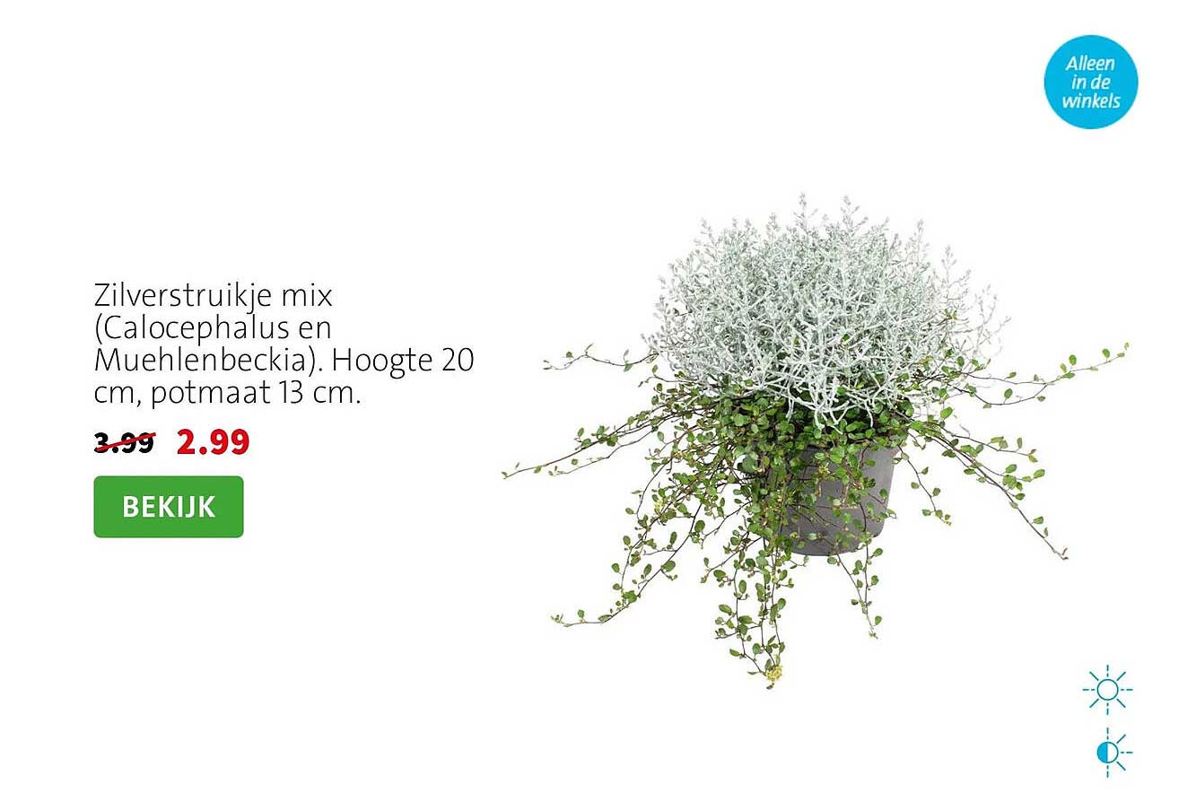 Zilverstruikje mix (Calocephalus en Muehlenbeckia). Hoogte 20 cm, potmaat 13 cm.