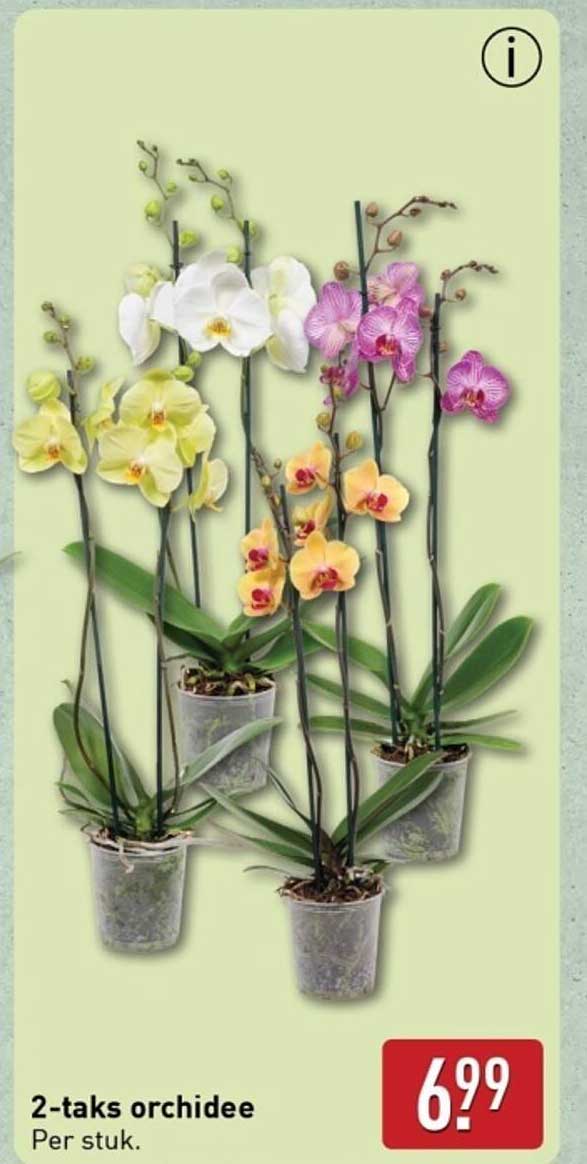 2-taks orchidee per stuk