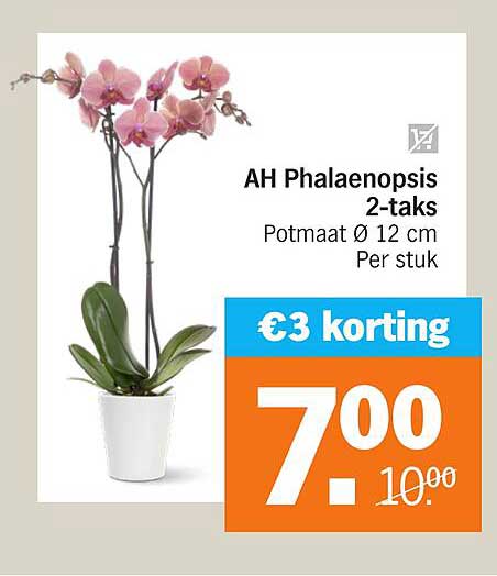 AH Phalaenopsis 2-taks