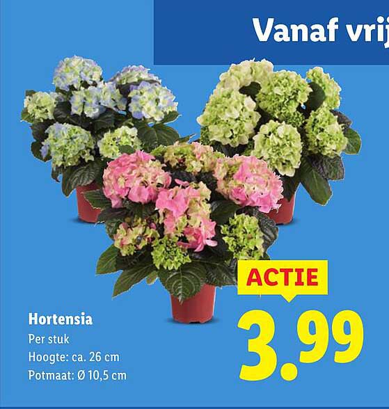 Hortensia