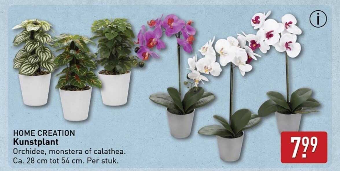 Kunstplant - Orchidee, monstera of calathea