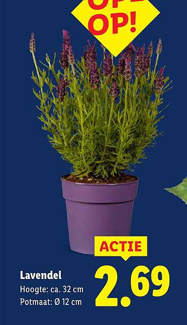 Lavendel