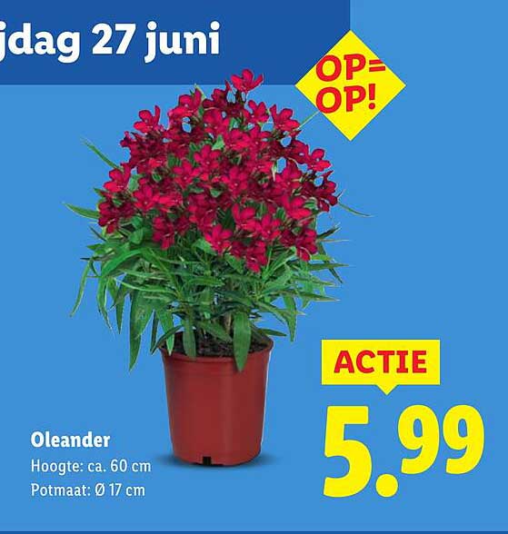 Oleander