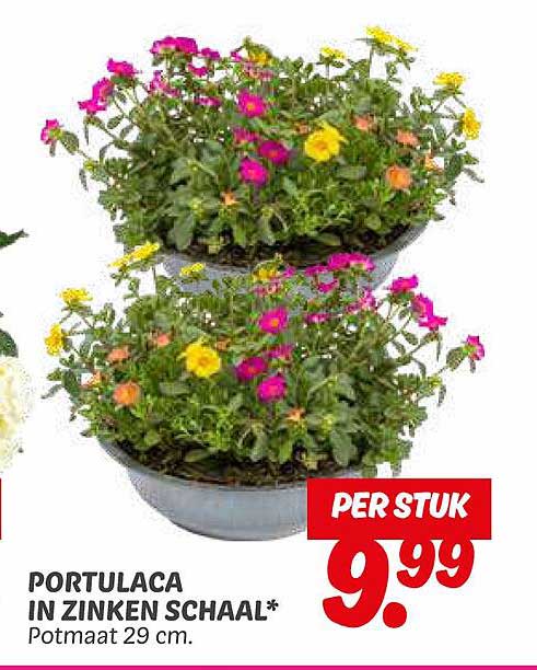 PORTULACA IN ZINKEN SCHAAL*