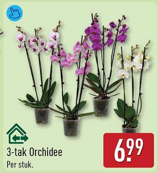 3-tak Orchidee