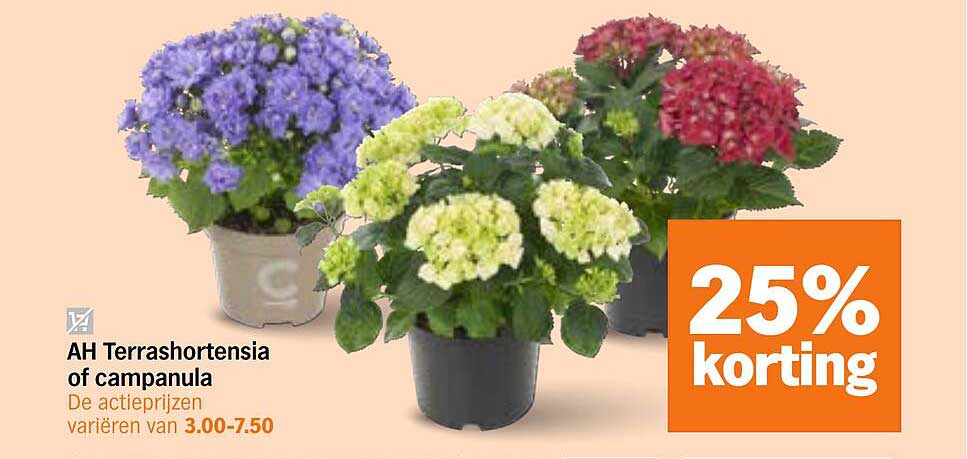 AH Terrashortensia of campanula 25% korting