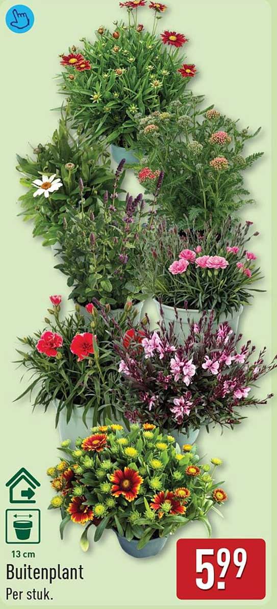 Buitenplant