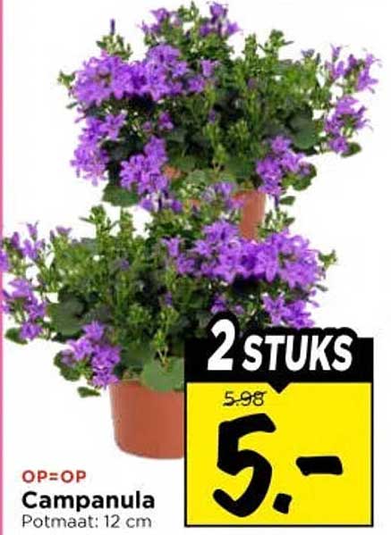 Campanula 2 stuks