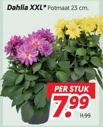 Dahlia XXL* Potaat 23 cm. PER STUK