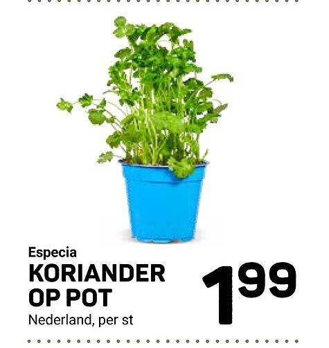 Especia KORIANDER OP POT