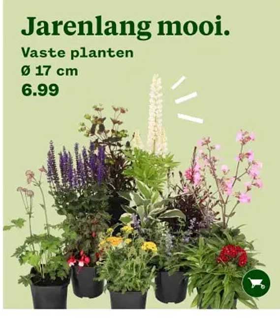Jarenlang mooi. Vaste planten Ø 17 cm