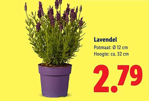 Lavendel