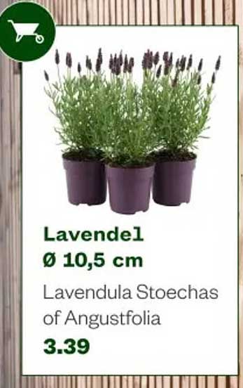 Lavendel Ø 10,5 cm Lavandula Stoechas of Angustfolia