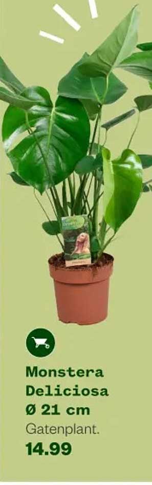 Monstera Deliciosa Ø 21 cm Gatenplant.
