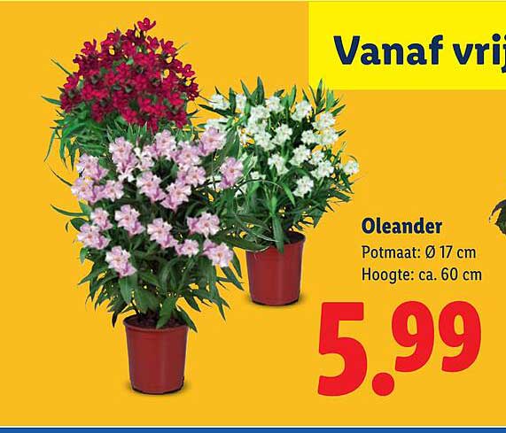 Oleander