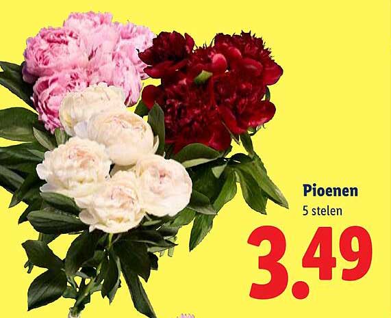 Pioenen 5 stelen