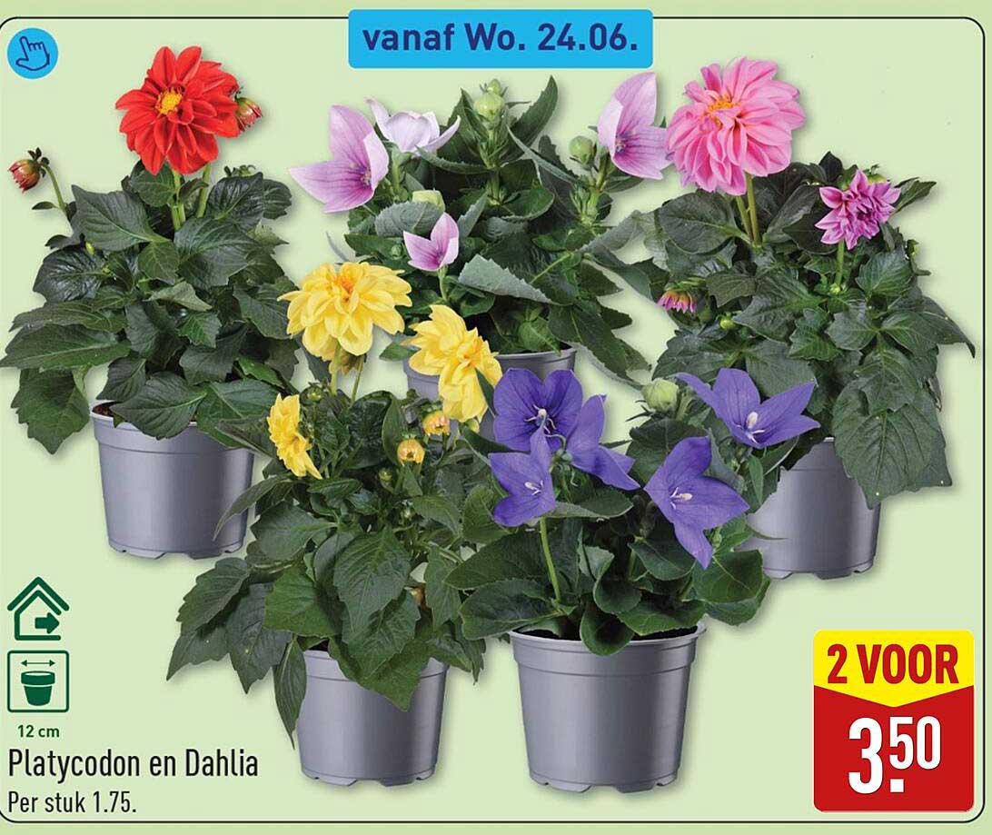 Platycodon en Dahlia 2 VOOR