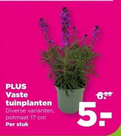 PLUS Vaste tuinplanten Diverse varianten, potmaat 17 cm Per stuk