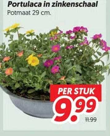 Portulaca in zinkenschaal