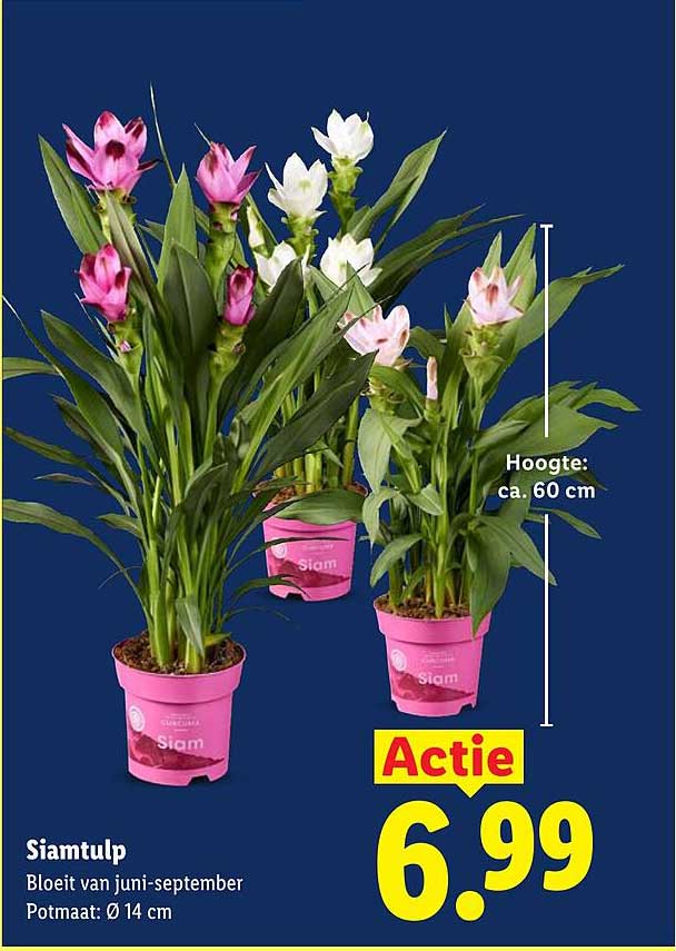 Siamtulp