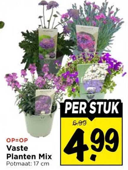 Vaste Planten Mix Potmaat: 17 cm PER STUK