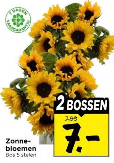 Zonne-bloemen Bos 5 stelen 2 bossen