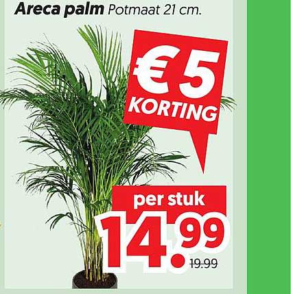 Areca palm Potmaat 21 cm. €5 Korting per stuk