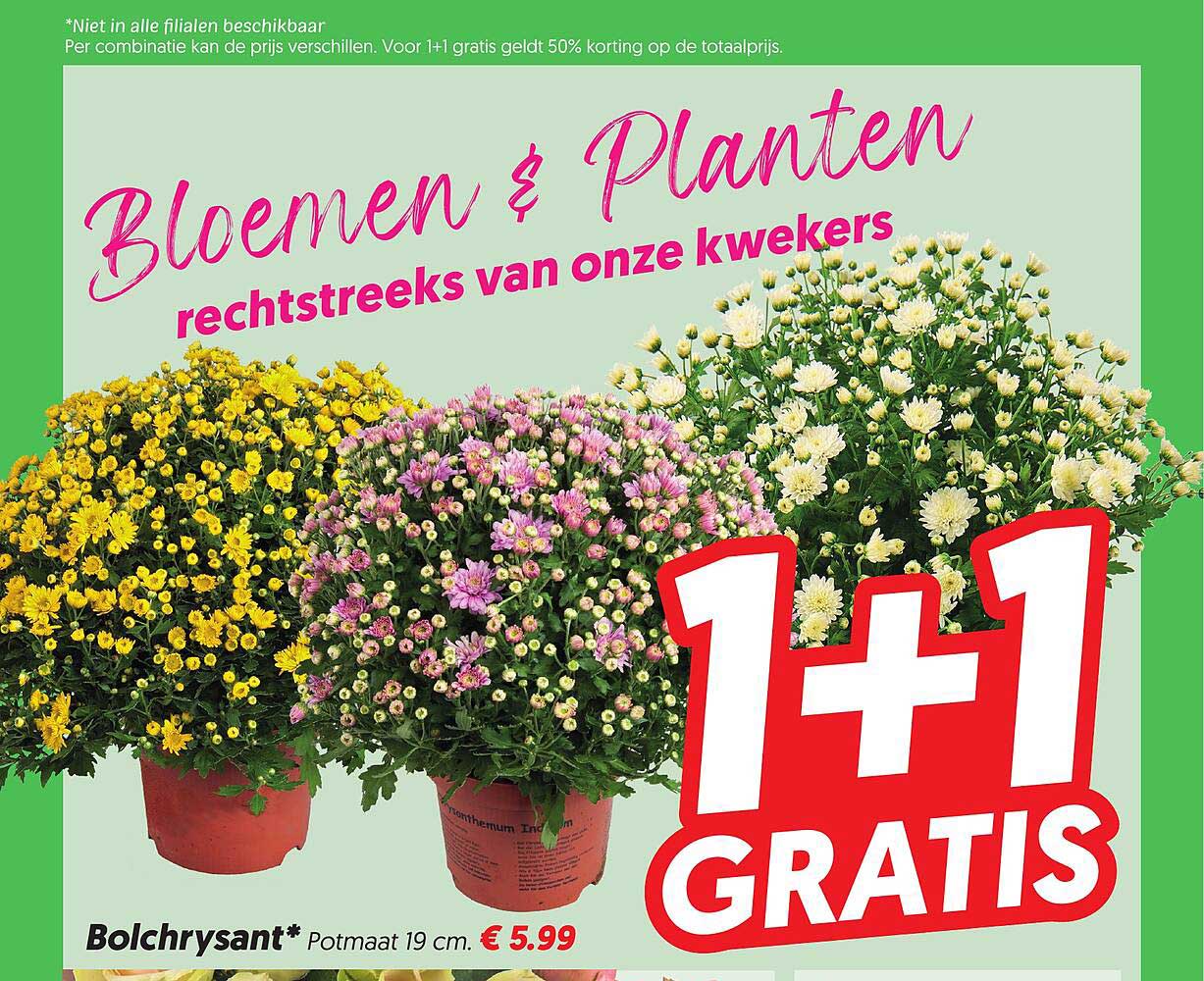Bolchrysant* Potmaat 19 cm. 1+1 GRATIS