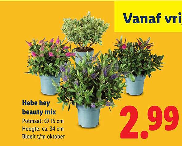 Hebe hey beauty mix
