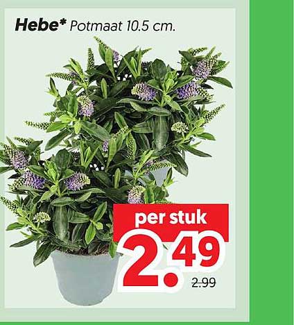 Hebe* Potmaat 10.5 cm.