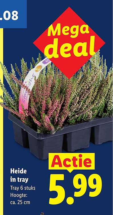 Heide in tray Actie