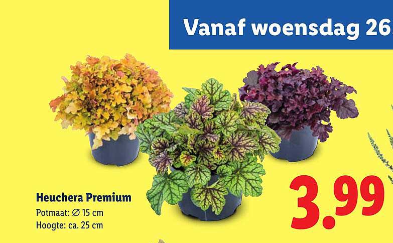 Heuchera Premium