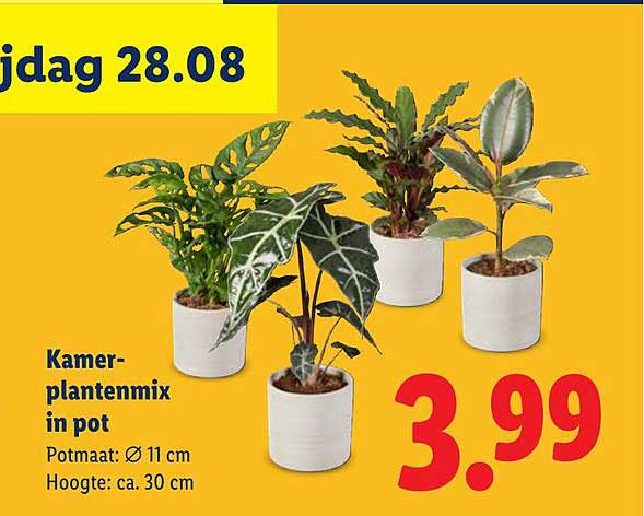 Kamerplantenmix in pot
