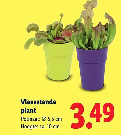 Vleesetende plant