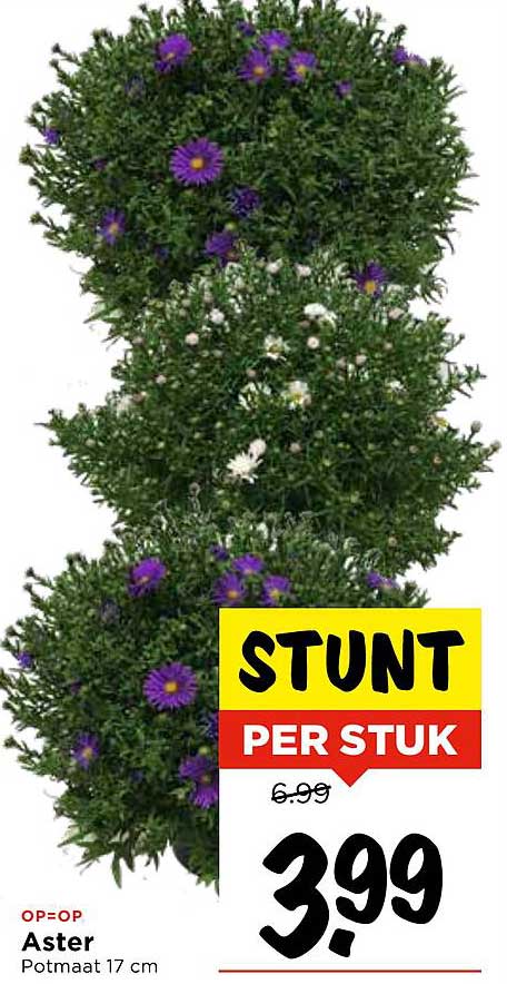 Aster