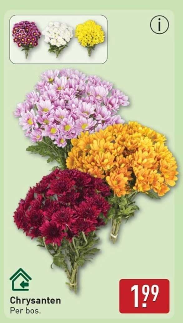 Chrysanten