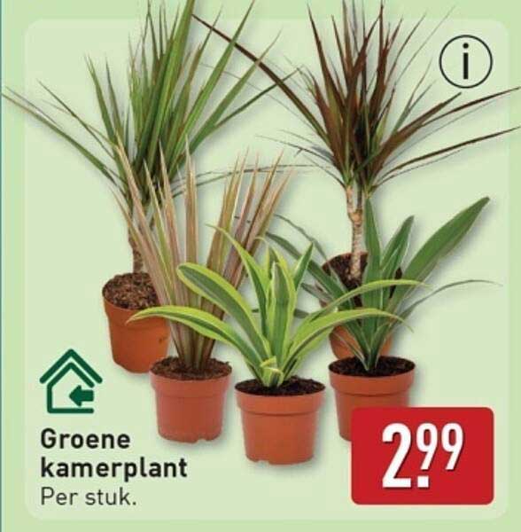 Groene kamerplant