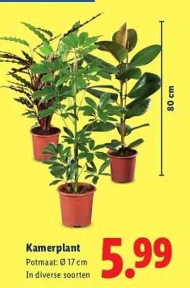 Kamerplant
