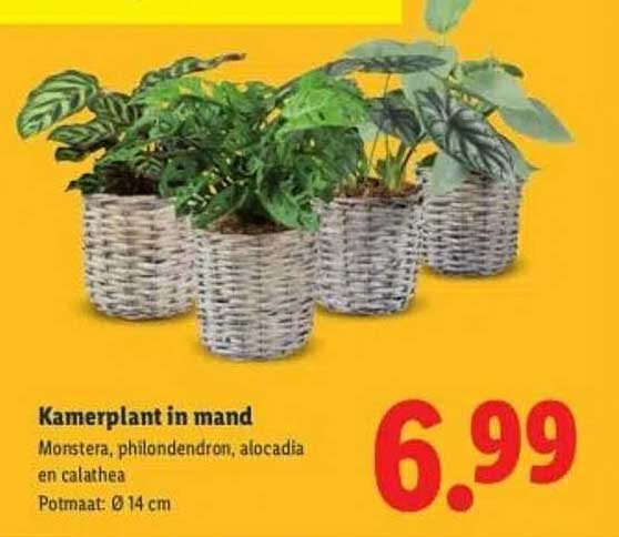 Kamerplant in mand