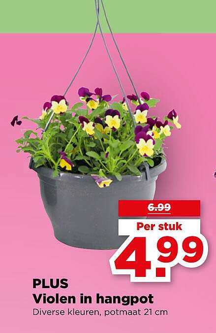 PLUS Violen in hangpot