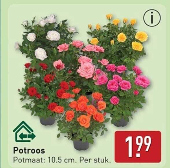 Potroos Potmaat: 10.5 cm. Per stuk.