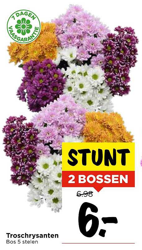 Troschrysanten Bos 5 stelen