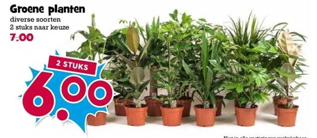 Groene planten