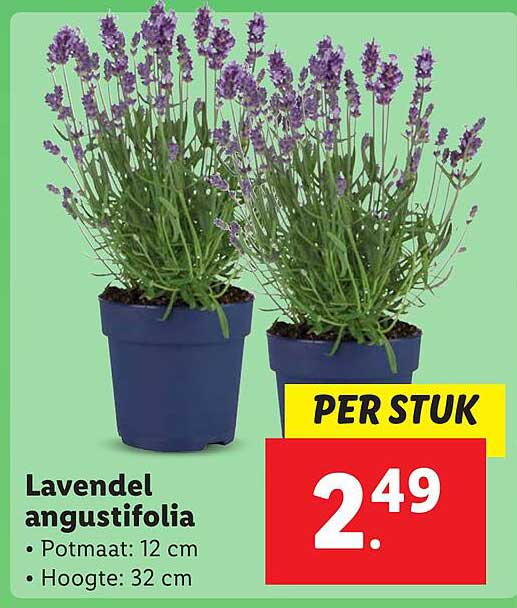 Lavendel angustifolia