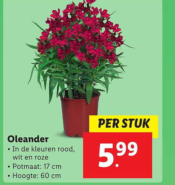 Oleander