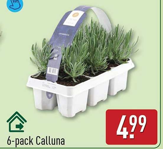 6-pack Calluna
