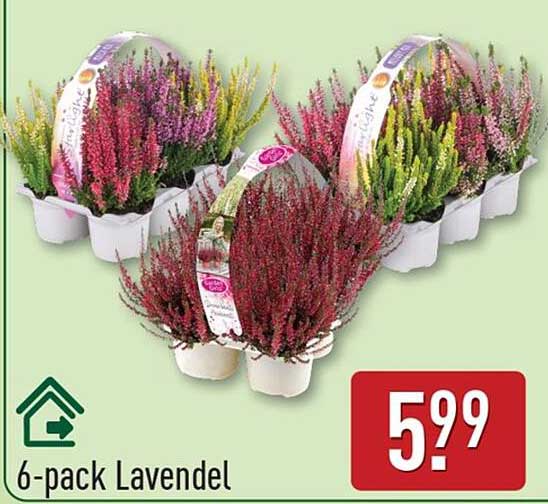 6-pack Lavendel